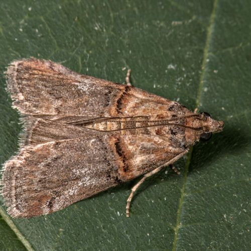 Acrobasis tumidana