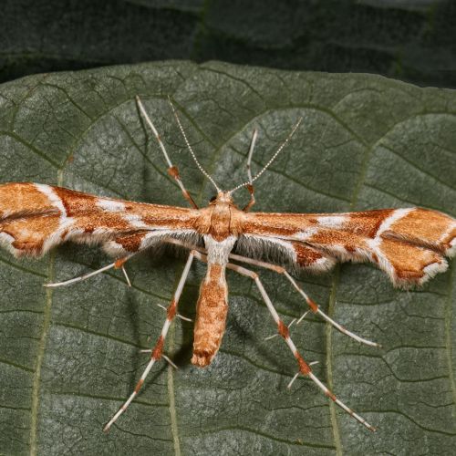 Cnaemidophorus rhododactyla