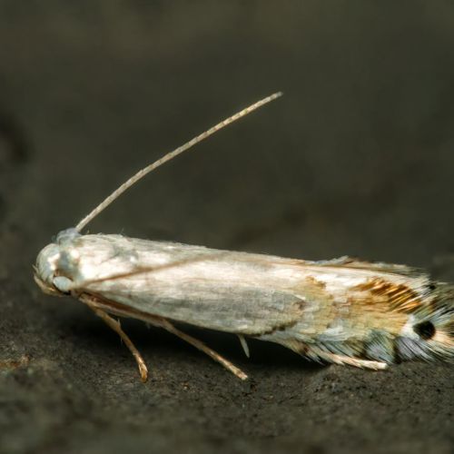 Phyllocnistis vitegenella