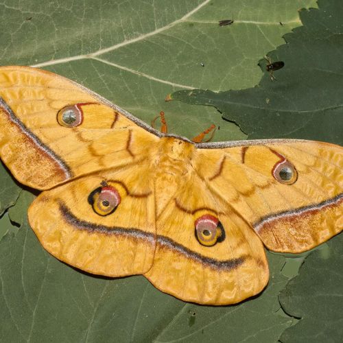 Antheraea yamamai