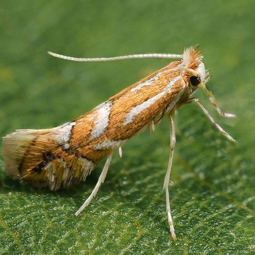 Phyllonorycter cerasicolella