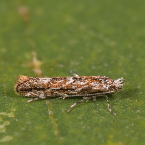 Phyllonorycter issikii