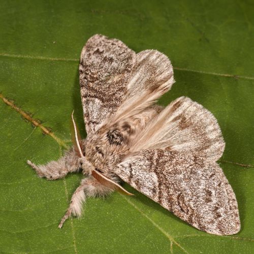 Calliteara pudibunda