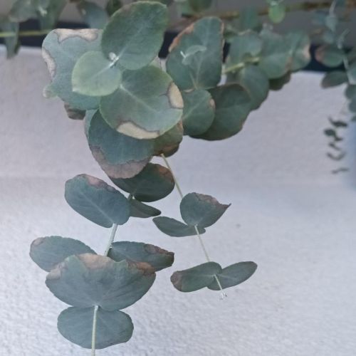 A - nejednoznačne určený, nie sme si istí