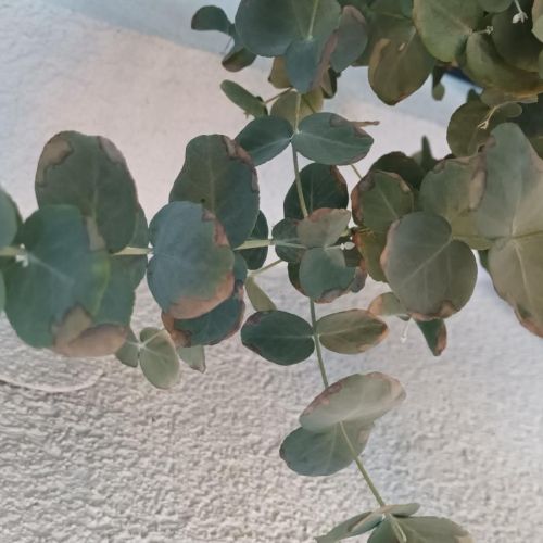 A - nejednoznačne určený, nie sme si istí