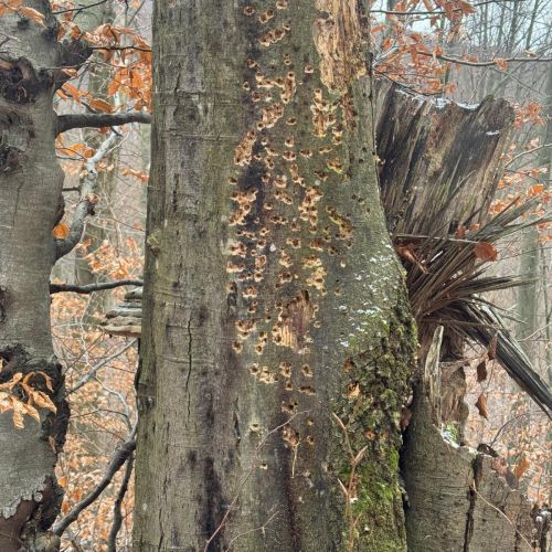 Taphrorychus bicolor