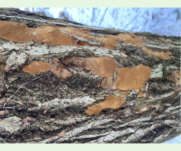 Phellinus ferruginosus