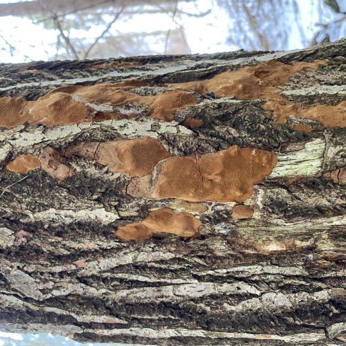 Phellinus ferruginosus