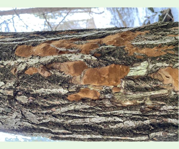 Phellinus ferruginosus