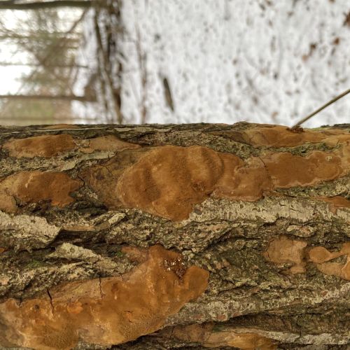 Phellinus ferruginosus
