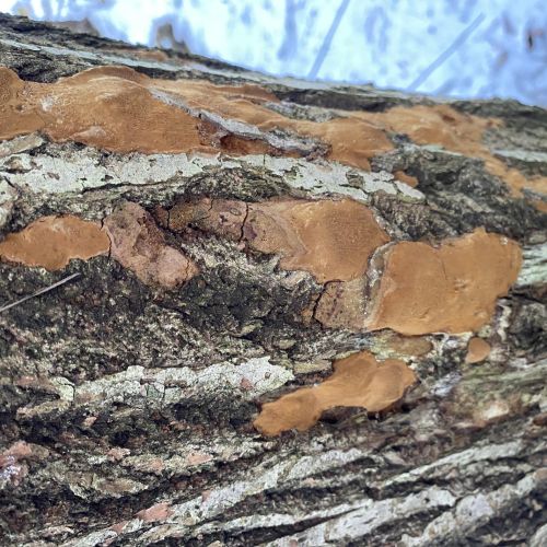 Phellinus ferruginosus