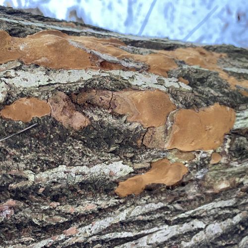 Phellinus ferruginosus