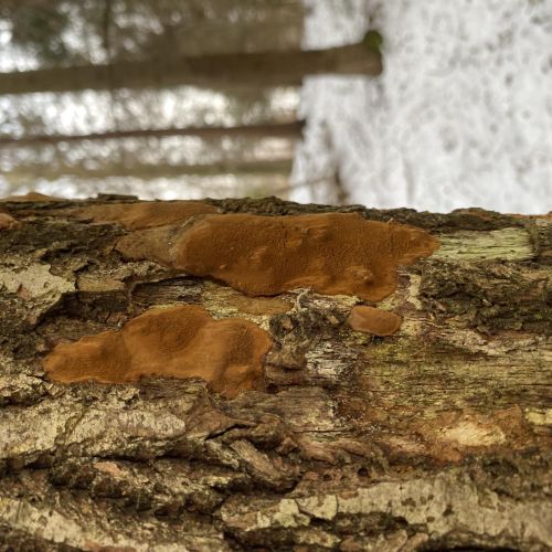 Phellinus ferruginosus