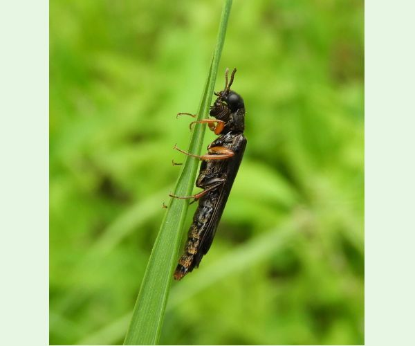 Hylecoetus dermestoides