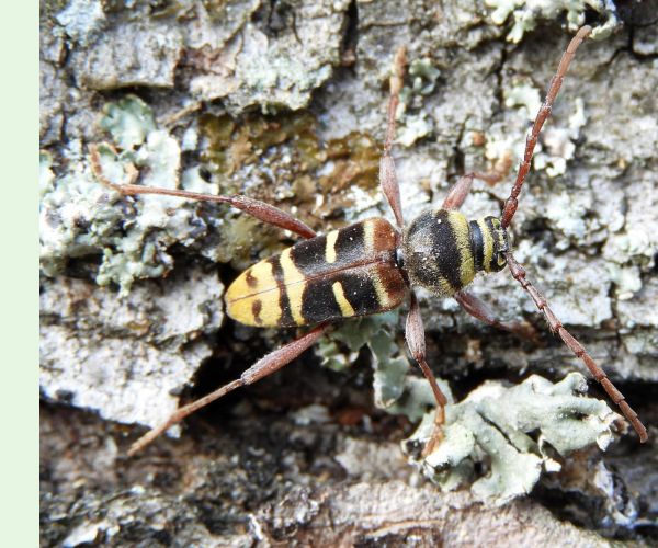 Plagionotus detritus