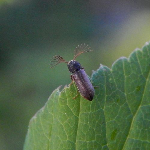 Ptilinus pectinicornis