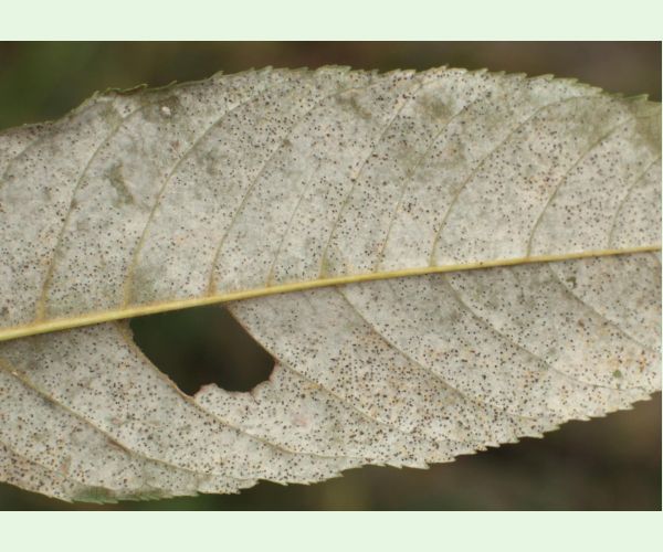 Phyllactinia fraxini