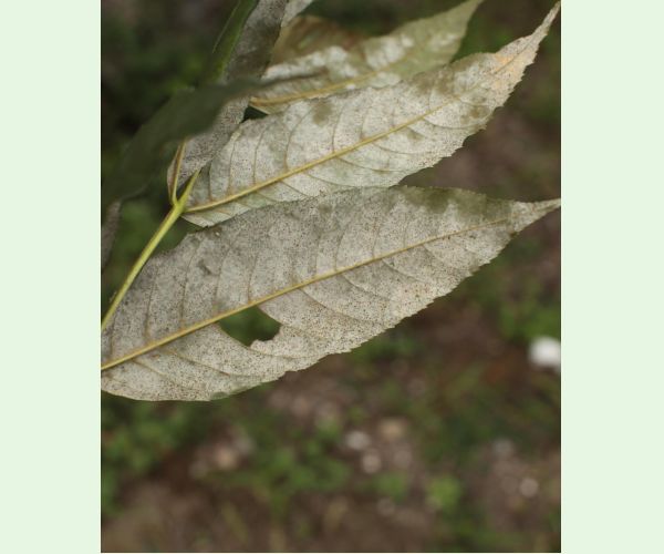 Phyllactinia fraxini