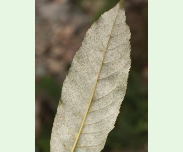 Phyllactinia fraxini