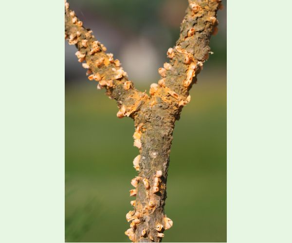 Cronartium flaccidum