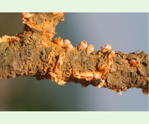 Cronartium flaccidum