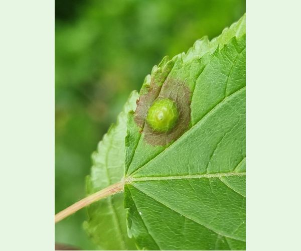 Oligotrophus szepligetii