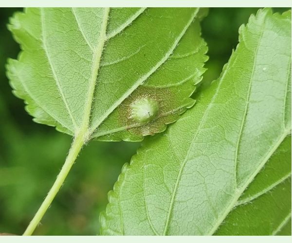 Oligotrophus szepligetii