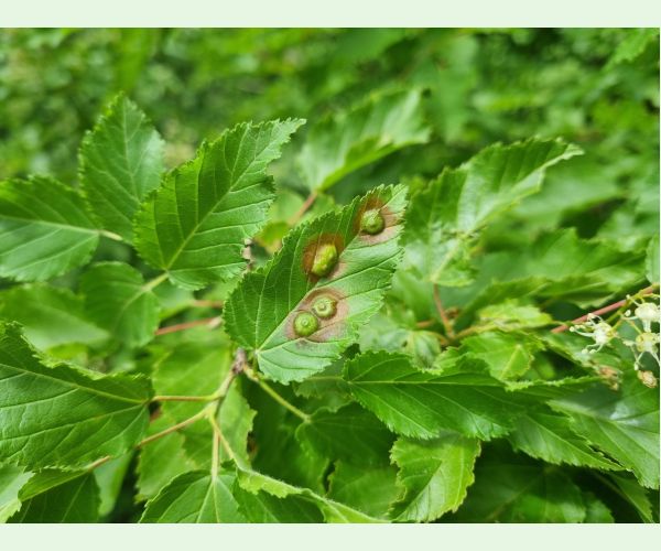 Oligotrophus szepligetii