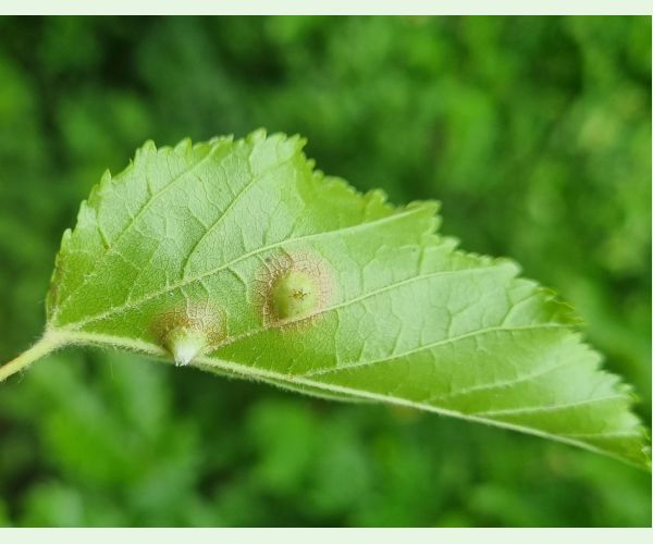 Oligotrophus szepligetii