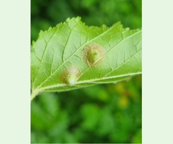 Oligotrophus szepligetii