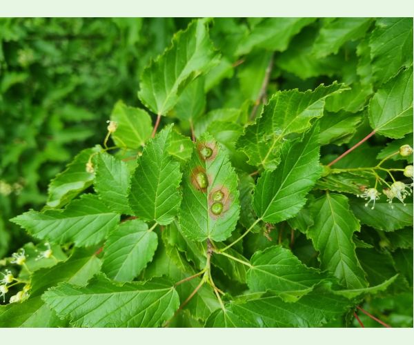 Oligotrophus szepligetii