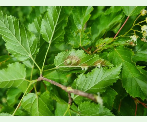 Oligotrophus szepligetii