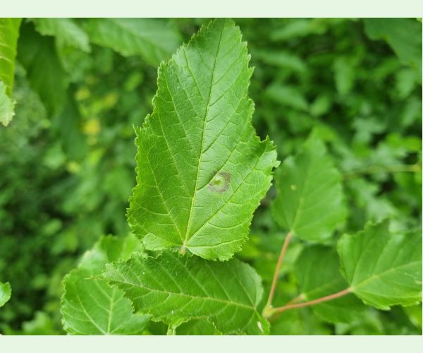 Oligotrophus szepligetii