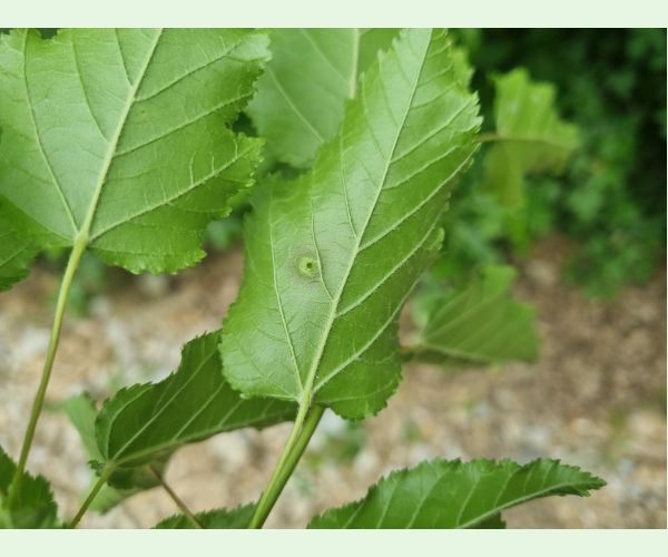 Oligotrophus szepligetii