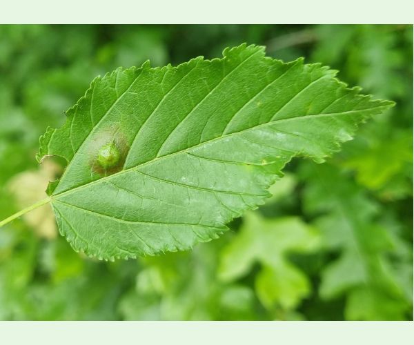 Oligotrophus szepligetii