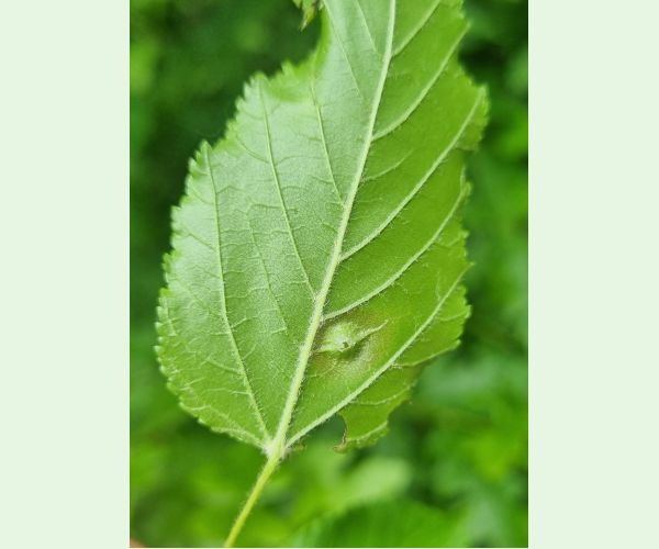 Oligotrophus szepligetii