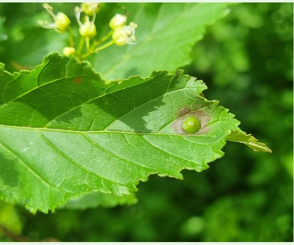 Oligotrophus szepligetii