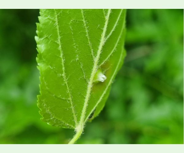 Oligotrophus szepligetii