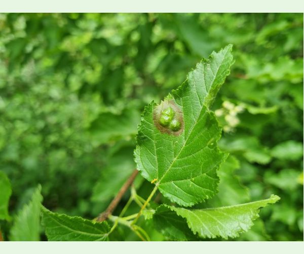 Oligotrophus szepligetii