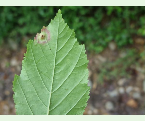 Oligotrophus szepligetii