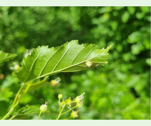 Oligotrophus szepligetii