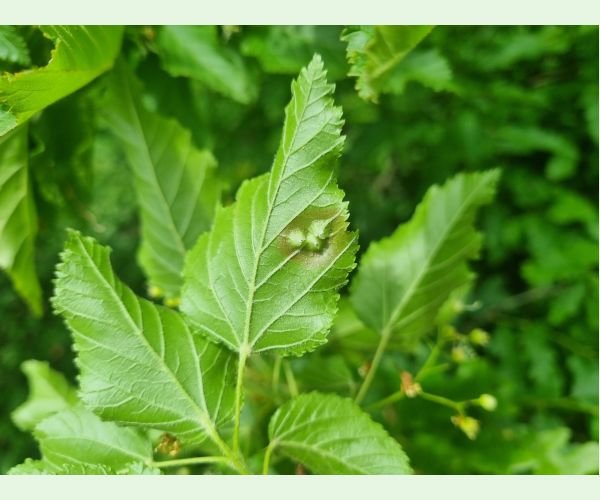 Oligotrophus szepligetii