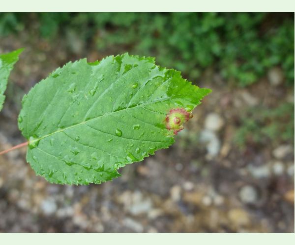 Oligotrophus szepligetii