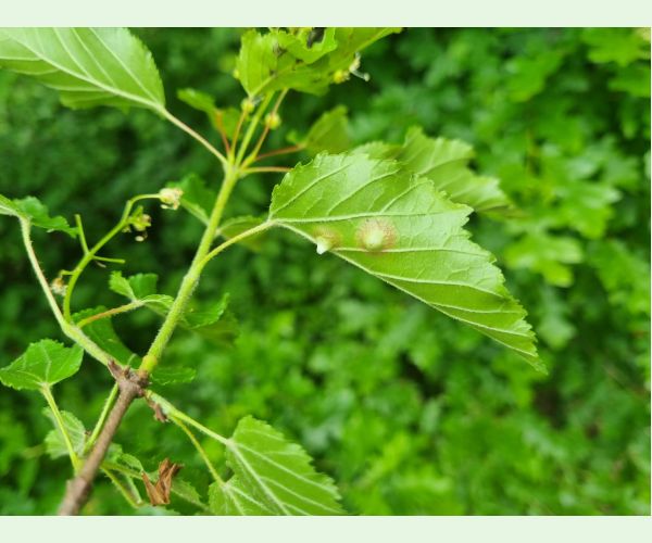 Oligotrophus szepligetii