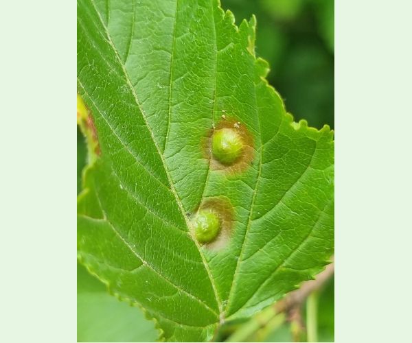 Oligotrophus szepligetii