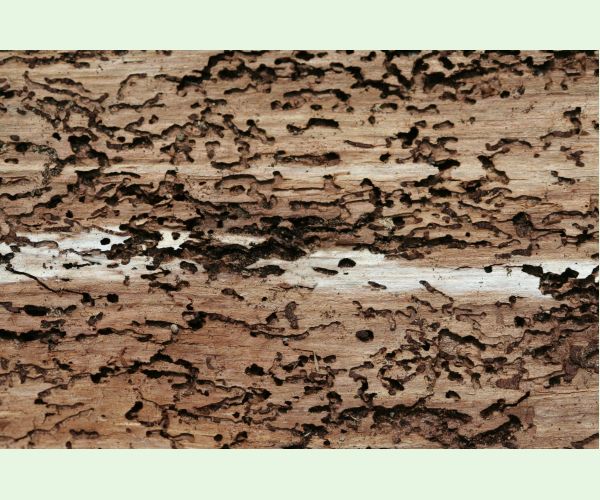 Polygraphus poligraphus