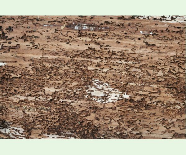 Polygraphus poligraphus