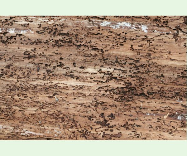 Polygraphus poligraphus