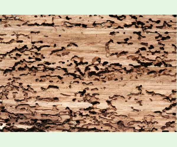 Polygraphus poligraphus