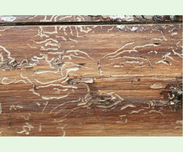 Polygraphus poligraphus